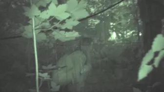 Cuties at Night, Voyeur Collection, PissRIP Cuties at Night, Voyeur Collection, PissRIP