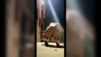 Public Voyeur Pissing Compilation 15