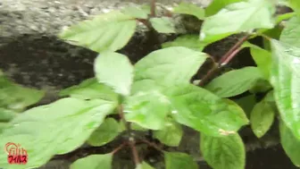 DLFF-005 01 Hentai girl want you to look at her body and watch her pee. It turns her on!